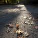 Leaves have fallen from trees on the Michigan campus on Monday. Daniel Brenner I AnnArbor.com